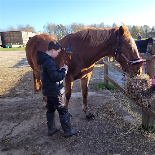 Equine Therapy