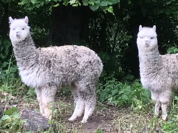 Alpacas