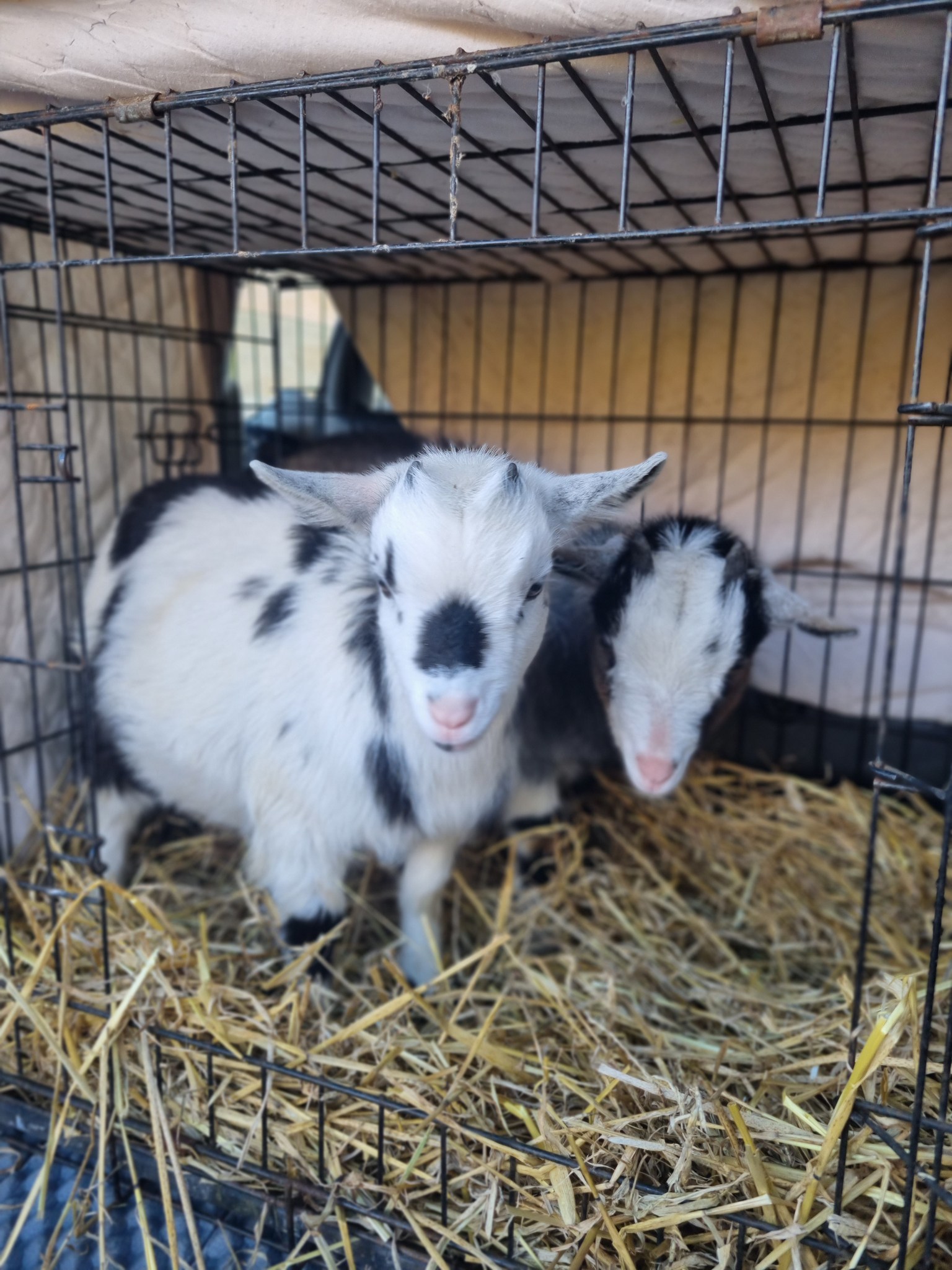 Pygmy Goats