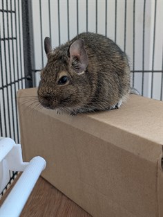 Lufton College Degu