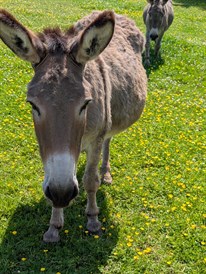 Lufton College Donkeys